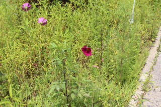 2012_0816_120313-IMG_7726.JPG