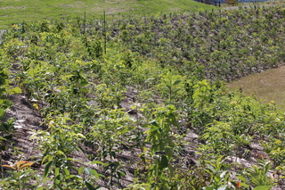 2013_0927_120700-IMG_1580.JPG